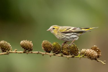 Hollanda 'daki ormanda yiyecek arayan Avrasya' lı siskin (Spinus spinus)