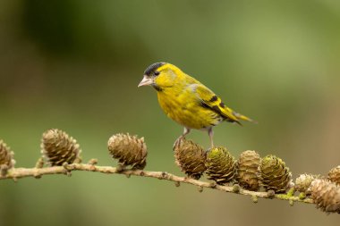Hollanda 'daki ormanda yiyecek arayan Avrasya' lı siskin (Spinus spinus)