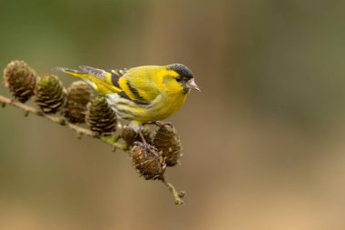 Hollanda 'daki ormanda yiyecek arayan Avrasya' lı siskin (Spinus spinus)