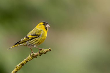Hollanda 'daki ormanda yiyecek arayan Avrasya' lı siskin (Spinus spinus)