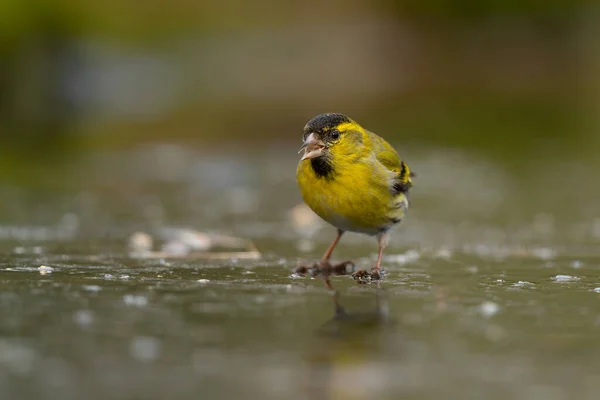 Eurasian Siskin Spinus Spinus Searching Food Forest Netherlands — Stock Photo, Image