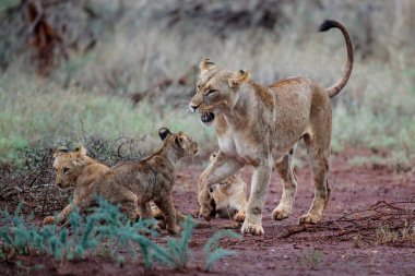 Dişi aslan, Güney Afrika 'daki Mkuze kenti yakınlarındaki Zimanga Oyun Rezervi' nde neşeli yavrularıyla yürüyor.