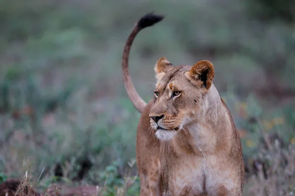 Lion Female Hunting Rainy Morning Zimanga Game Reserve Kwa Zulu — Stock Photo, Image