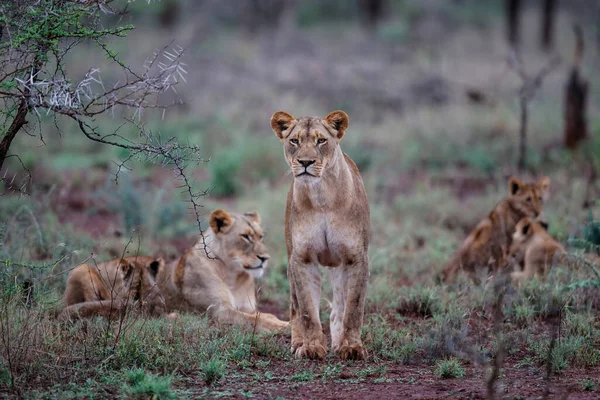 Lioness Walking Her Playful Cubs Zimanga Game Reserve City Mkuze — Foto de Stock