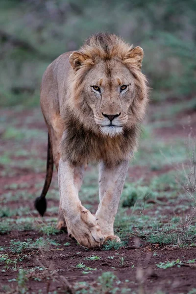 Male Lion Walking Early Morning Zimanga Game Reserve Mkuze Region — Foto Stock