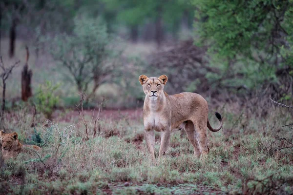 Lioness Walking Her Playful Cubs Zimanga Game Reserve City Mkuze — 스톡 사진