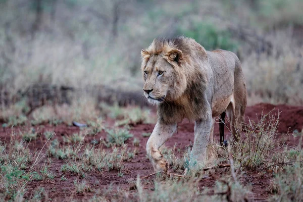 Leone Maschio Che Cammina Mattina Presto Nella Riserva Naturale Zimanga — Foto Stock