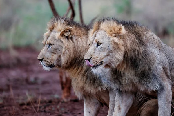 Irmandade Leões Machos Mostrando Carinho Início Manhã Zimanga Game Reserve — Fotografia de Stock