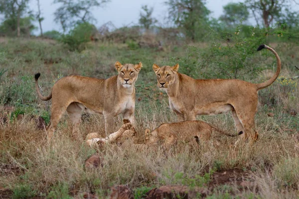 Lioness Walking Her Playful Cubs Zimanga Game Reserve City Mkuze — Foto de Stock