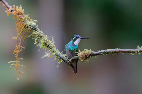 Kolibri Fehértorkú Hegyi Drágakő Lampornis Castaneoventris Esőerdőben San Gerardo Del — Stock Fotó