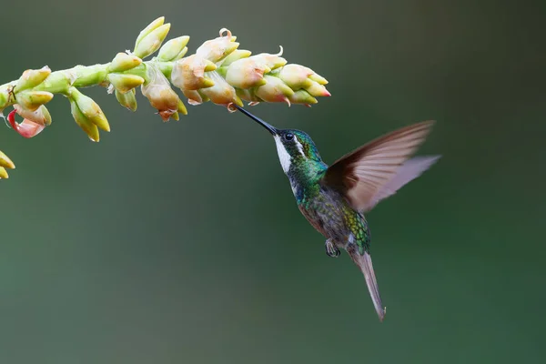 Koliber Klejnot Górski Lampornis Castaneoventris Lecący Obok Bromelii Aby Uzyskać — Zdjęcie stockowe