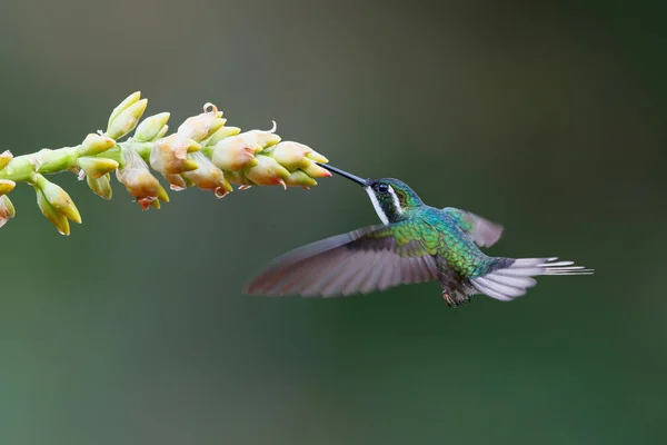 Hummingbird Gema Montanha Garganta Branca Lampornis Castaneoventris Voando Lado Uma — Fotografia de Stock