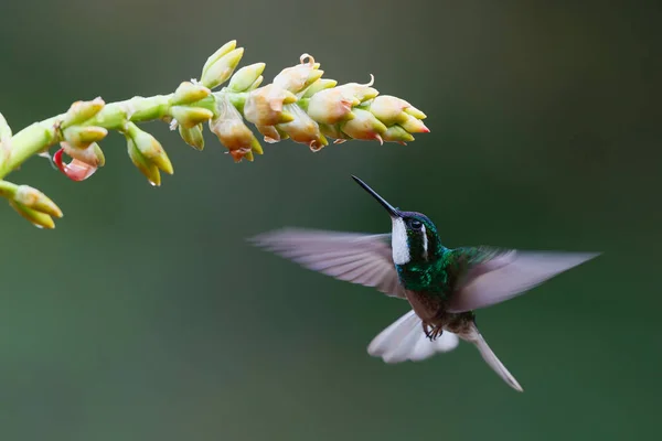 Koliber Klejnot Górski Lampornis Castaneoventris Lecący Obok Bromelii Aby Uzyskać — Zdjęcie stockowe