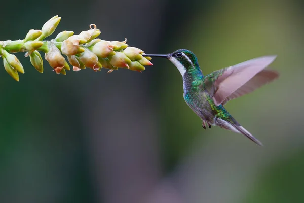 Koliber Klejnot Górski Lampornis Castaneoventris Lecący Obok Bromelii Aby Uzyskać — Zdjęcie stockowe