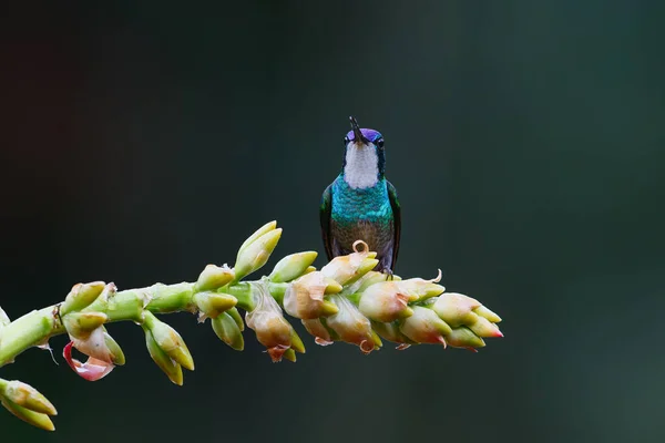 白喉山地宝石 Lampornis Castaneoventris 位于哥斯达黎加萨韦格勒San Gerardo Del Dota的热带雨林 — 图库照片