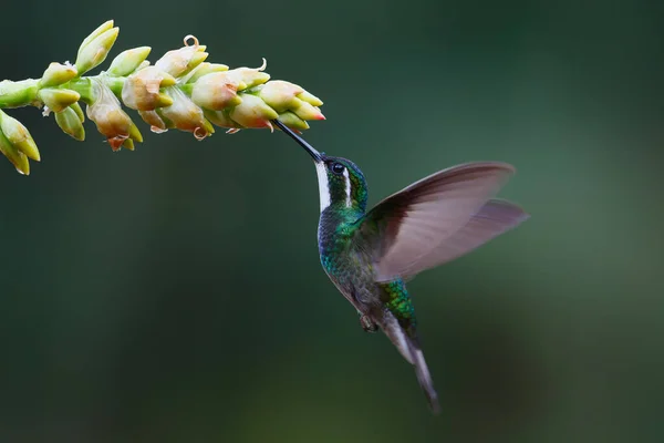 Hummingbird Gema Montanha Garganta Branca Lampornis Castaneoventris Voando Lado Uma — Fotografia de Stock