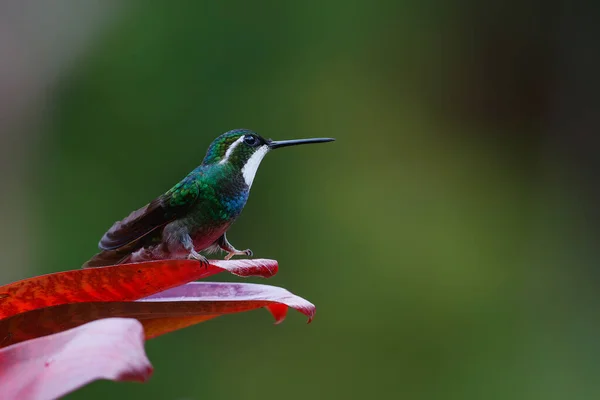 Hummingbird White Throated Mountain Gem Lampornis Castaneoventris Sentado Floresta Tropical — Fotografia de Stock