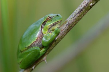 Bir Bramble (Rubus sp.) üzerinde Avrupa Ağaç Kurbağası (Hyla arborea). Hollanda 'daki Noord Brabant ormanındaki çalılık.                            