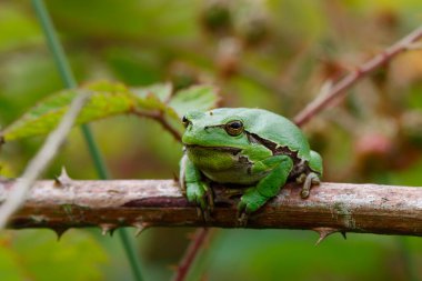 Bir Bramble (Rubus sp.) üzerinde Avrupa Ağaç Kurbağası (Hyla arborea). Hollanda 'daki Noord Brabant ormanındaki çalılık.                            