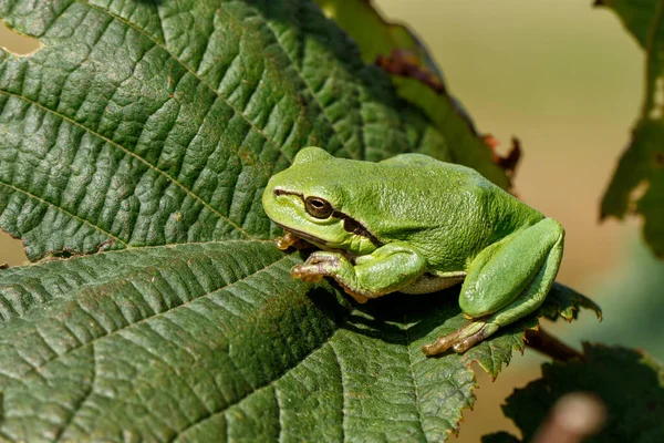 Bir Bramble (Rubus sp.) üzerinde Avrupa Ağaç Kurbağası (Hyla arborea). Hollanda 'daki Noord Brabant ormanındaki çalılık.                            