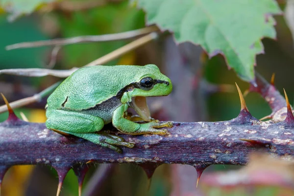 Bir Bramble (Rubus sp.) üzerinde Avrupa Ağaç Kurbağası (Hyla arborea). Hollanda 'daki Noord Brabant ormanındaki çalılık.                            