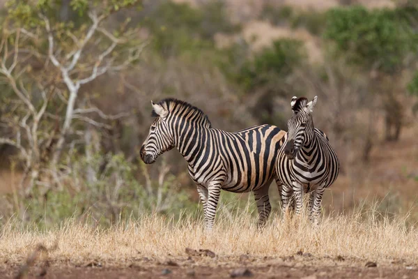 Zebra Élelmiszert Keres Kruger Nemzeti Parkban Dél Afrikában — Stock Fotó