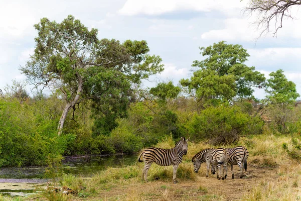 Zebra Searching Food Kruger National Park South Africa — стокове фото