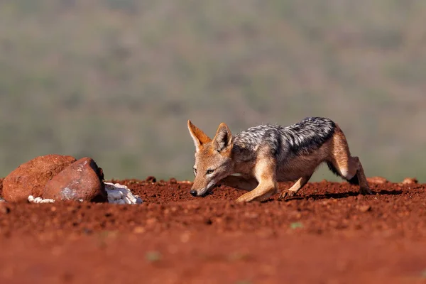 Musta Selkäinen Sakaali Varastaa Osan Ruhon Zimanga Game Reserve Etelä — kuvapankkivalokuva