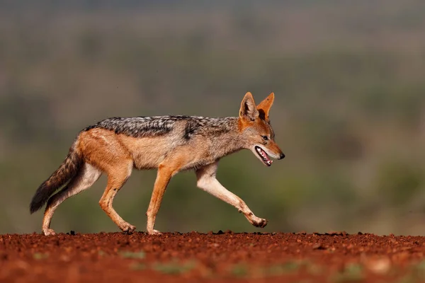 Black Backed Jackal Steelt Een Deel Van Een Karkas Zimanga — Stockfoto