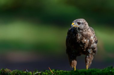 Hollanda 'nın ormanlarında yiyecek arayan Akbaba (Buteo buteo).
