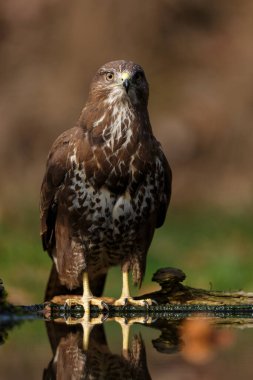 Hollanda 'nın ormanlarında yiyecek arayan Akbaba (Buteo buteo).