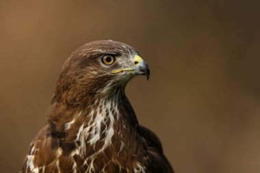 Hollanda 'nın ormanlarında yiyecek arayan Akbaba (Buteo buteo).