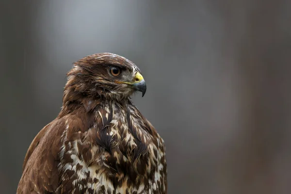 Myszołów Zwyczajny Buteo Buteo Sarking Żywności Lesie Holandii — Zdjęcie stockowe