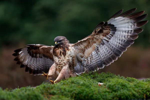 Mäusebussard Buteo Buteo Fliegt Nur Zur Landung Wald Den Niederlanden — Stockfoto
