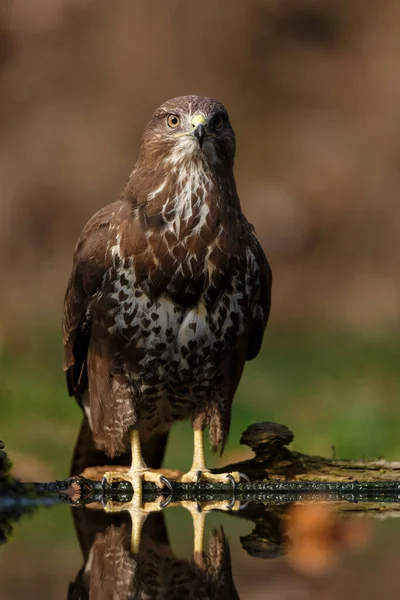 Myszołów Zwyczajny Buteo Buteo Sarking Żywności Lesie Holandii — Zdjęcie stockowe