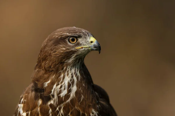 Buzzard Comum Buteo Buteo Sarching Para Alimentos Floresta Nos Países — Fotografia de Stock