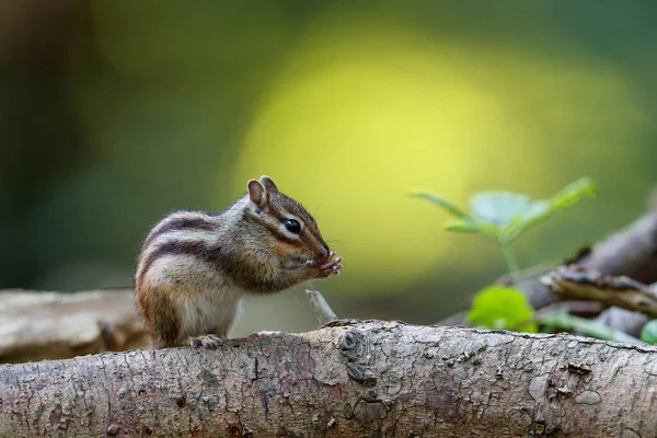 Kleines Streifenhörnchen Eutamias Sibiricus Oder Sibirisches Eichhörnchen Auf Nahrungssuche Wald — Stockfoto