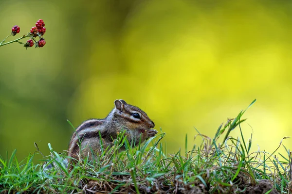 Kleines Streifenhörnchen Eutamias Sibiricus Oder Sibirisches Eichhörnchen Auf Nahrungssuche Wald — Stockfoto