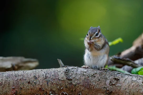 Kleines Streifenhörnchen Eutamias Sibiricus Oder Sibirisches Eichhörnchen Auf Nahrungssuche Wald — Stockfoto