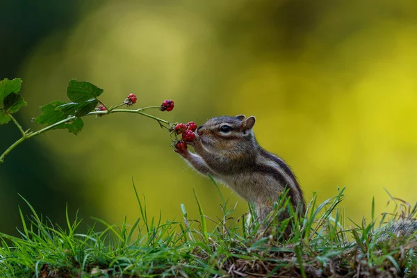 小花栗鼠 Eutamias Sibiricus 或西伯利亚松鼠在荷兰Noord Brabant的森林里觅食 — 图库照片