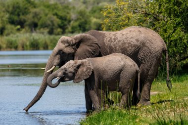 Fil, Güney Afrika 'daki Kruger Ulusal Parkı' nda Panik Gölü 'nde içiyor.