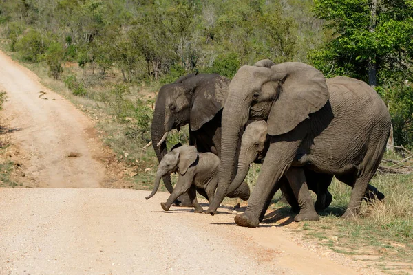 Manada Elefantes Parque Nacional Kruger Sudáfrica — Foto de Stock