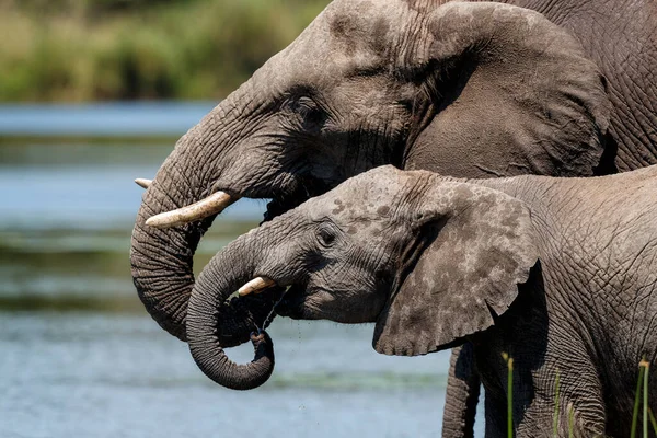 Gajah Minum Danau Panic Taman Nasional Kruger Afrika Selatan — Stok Foto