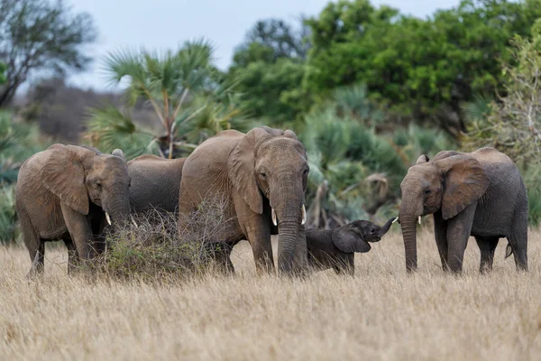 Стадо Слонов Национальном Парке Крюгера Юар — стоковое фото