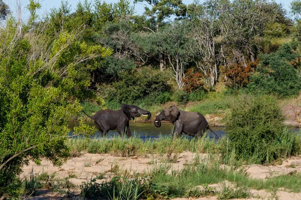 남아프리카 공화국의 크루거 공원을 코끼리 — 스톡 사진