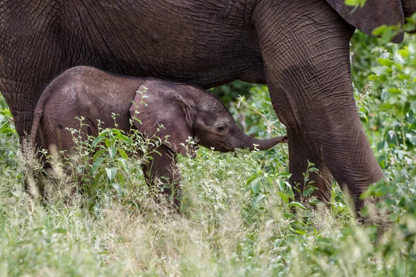 Mały Słoń Szuka Ochrony Matki Parku Narodowym Kruger Republice Południowej — Zdjęcie stockowe