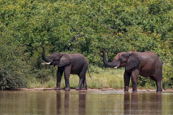 Gajah Berjalan Taman Nasional Kruger Afrika Selatan — Stok Foto