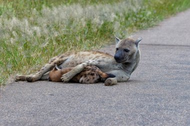 Sırtlan, Güney Afrika 'daki Kruger Ulusal Parkı' ndaki Satara dinlenme kampının yakınlarında köpeğini emziriyor.