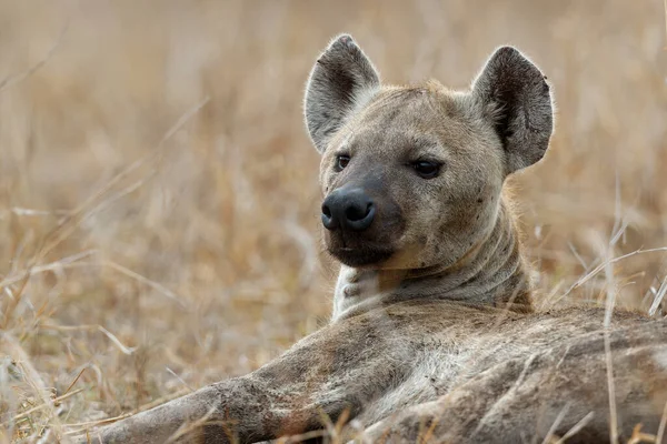Hyena Odpočívá Poblíž Satara Restcamp Kruger National Park Jižní Africe — Stock fotografie