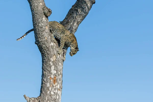 Female Leopard Coming Out Tree Sabi Sands Game Reserve Greater — Stock fotografie